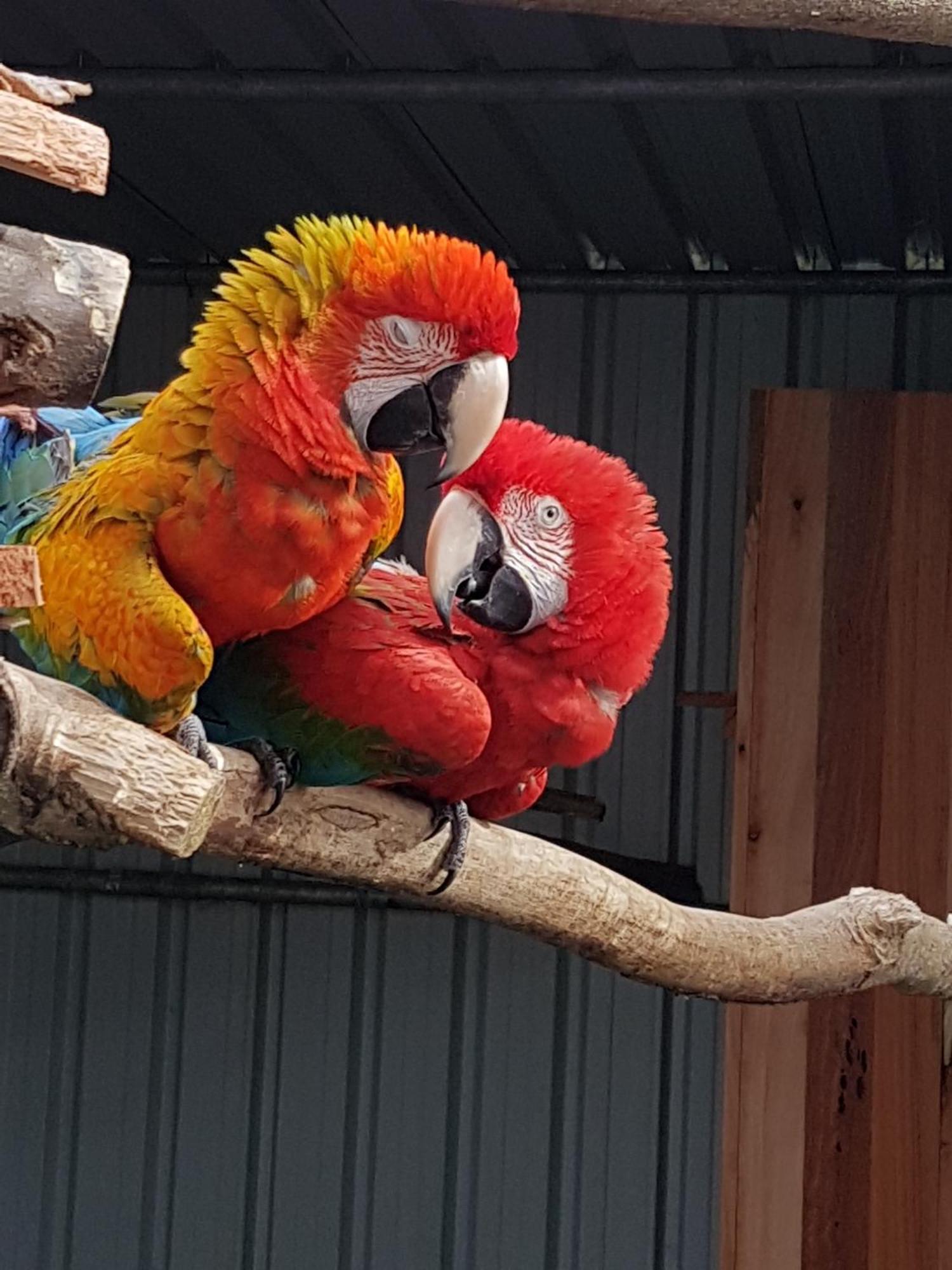 The Parrot Place - The Parrots Nest Apartment Kerikeri Exterior photo